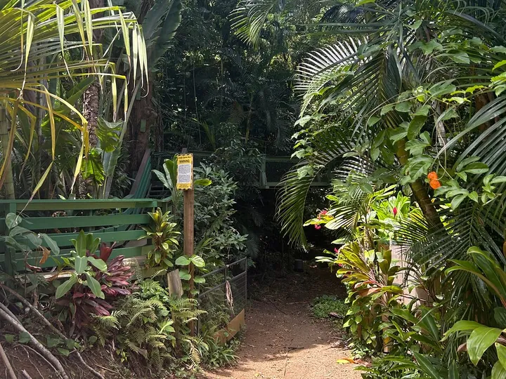Ein roter Erdweg an der Zipline-Basis, der in dichtes tropisches Grün führt